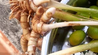 மஞ்சள் அறுவடை/ manjal aruvadai / turmeric harvest in my garden #madithotam #cooking #happypongal