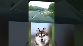 Live dog accident #dog #shorts #animals