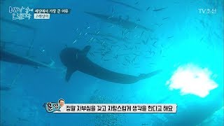 고래상어는 언제부터 오슬롭에 나타났을까? [배낭 속에 인문학] 18회 20171010