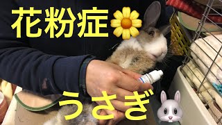 花粉症のうさぎ