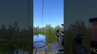 Почти синяк, трофейный черный амур #русскаярыбалка4 #fishing #carpfishing #рыбалка