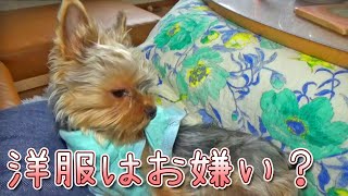 【ヨークシャテリア】やっぱり洋服になれないヨークシャテリア【Yorkshire Terrier】