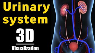 Urinary system 3D anatomy and physiology | उत्सर्जन तंत्र | Excretory system | Renal system Hindi