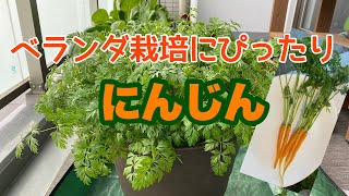 間引き不要！植えっぱなしで収穫できちゃう【にんじん】を育ててみた。