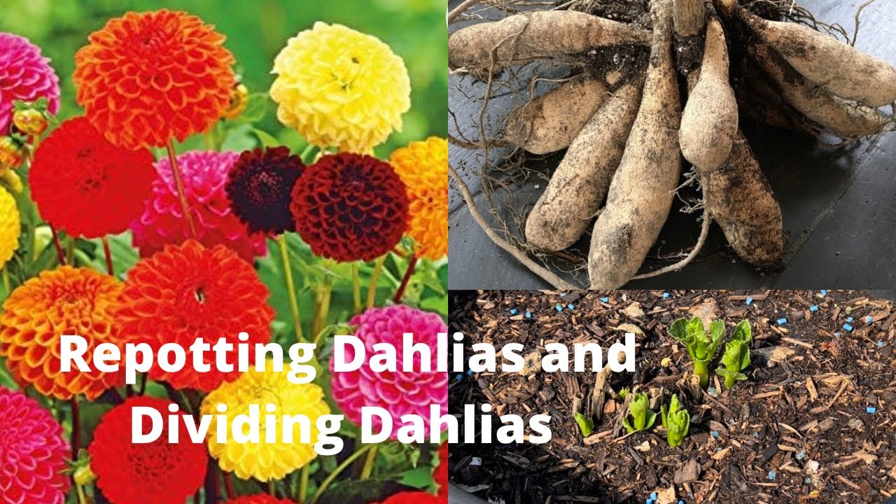 How To Repot A Dahlia Plant At Jack Oneill Blog