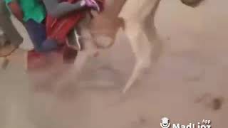 A camel carries fat couple