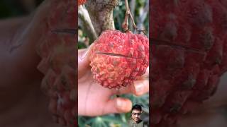 Beautiful nature life FN70 || amazingly delicious lychee fruit #nature #shorts