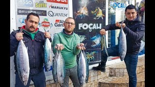 İnce Takımla Dev Torikler! Foça'da Sardalya ile Palamut ve Torik Avı カツオ 釣り Bonito Fishing