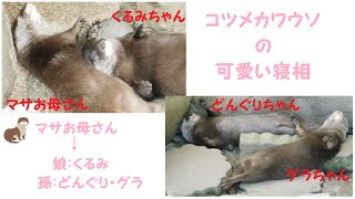 【コツメカワウソ】カワウソ達の可愛い寝相💤　2021/6～8月　とべ動物園　＃Shorts