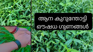 ആന കുറുന്തോട്ടി ഔഷധങ്ങളുടെ രാജാവ് #bala #mahabala #sida rombifolia # sida acuta