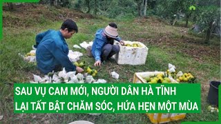 Sau vụ cam mới, người dân Hà Tĩnh lại tất bật chăm sóc, hứa hẹn một mùa