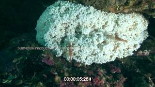 Lingcod egg mass with shrimp on it underwater high definition stock footage