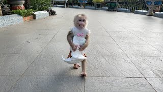 Super funny! Monkey Luk crying running to find Thang when diaper is full