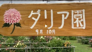 まるおの母 まるこが、福島市の佐藤梨園のダリア園にまた行ってきたよ〜〜‼️ リベンジなるか⁉️