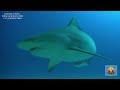 Did You Want to do The Same Bull sharks Sardine Run Diving | African Dive Adventures