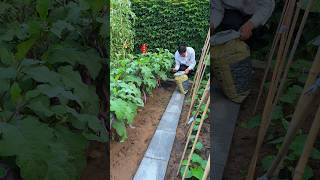 Use rice husk charcoal and wood ash to grow vegetables without insects.