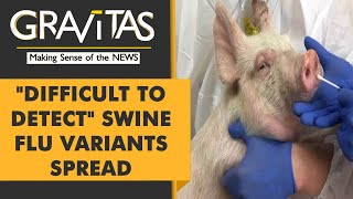 Gravitas: Now, a Swine Flu outbreak in China