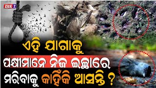 ପ୍ରତ୍ୟକ ଦିନ ସନ୍ଧ୍ୟାରେ କାହିଁକି ଆ-ତ୍ମ-ହତ୍ୟା କରନ୍ତି ହଜାର ହଜାର ପକ୍ଷୀ..! Birds | Story Video | ZEE7 ODIA