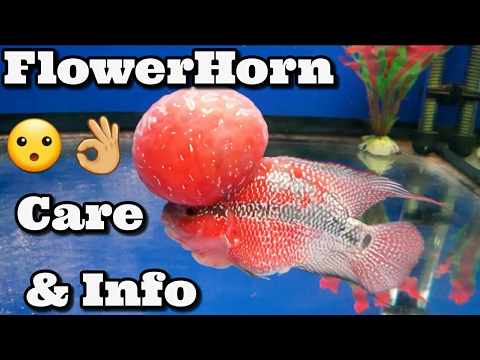FlowerHorn Fish Care & Information **WARNING GRAPHIC** FlowerHorn Fish Care & Information **WARNING GRAPHIC**