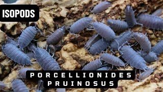 Powder Blue Isopods | Porcellionides Pruinosus |  Isopod Care Guide and Behavior Insights