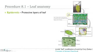Prelab 8.1 - Photosynthesis and leaf anatomy
