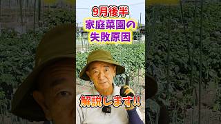 家庭菜園や農園の秋冬野菜栽培で9月に多い失敗原因！チェックする際の秘訣と秋冬野菜の育て方！【農家直伝】#shorts