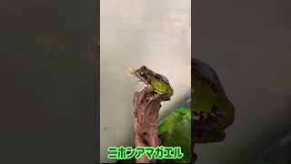 ニホンアマガエルにコオロギを与える（虫注意）