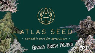 Atlas Seed Ganja Grow Along Ep11 When to chop them down