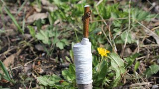 Cleft grafting peach trees