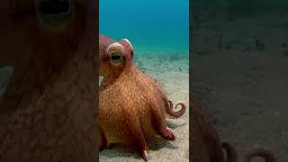 The Mimic Octopus  #naturepbs #spyintheocean #octopus