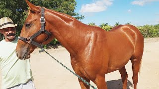 FEIRA DE CAVALOS EM ALTINHO-PE  01-02-2025 #nordeste