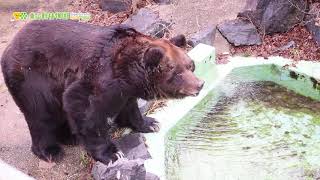 【東山動植物園公式】ピポロ冬ごもりモード2《 エゾヒグマ　ヒグマ　クマ 》