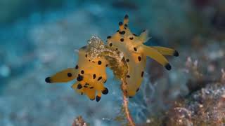 Lanzarote. El fascinante mundo de los nudibranquios