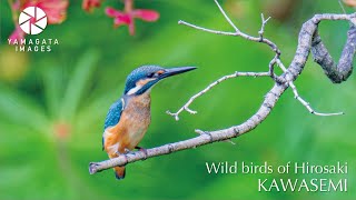 「カワセミ」（青森県弘前市 弘前公園）