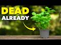 The Real Reason Supermarket Basil Always Dies