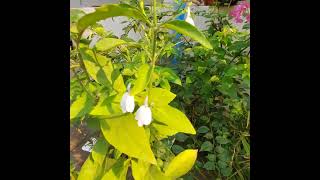 ထောလပတ်ပန်းRhinacanthus Nasutus/Snake Jasmine flowers/Acanthaceae family/White Crane flowers