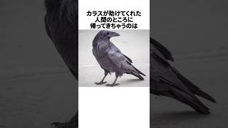 カラスの意外すぎる雑学part2 #shorts