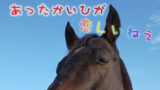 あーこっこ乗馬日記〜大寒波予報、その前に運動しなくちゃな