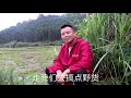 小伙山里放牛，鑽進草叢拔小筍，看見什麼嚇的跑出來【石頭秀】