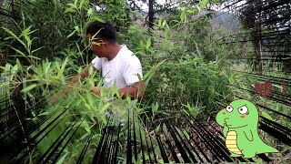 小伙山里放牛，鑽進草叢拔小筍，看見什麼嚇的跑出來【石頭秀】