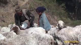 salt feeding to sheep in winter season || sheep farm || nepali shepherd ||