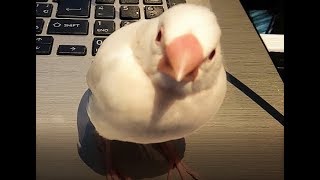 生後68日目ぐぜり3 ライトシルバーイノ文鳥ぴよりん#36~java finch's subsong.