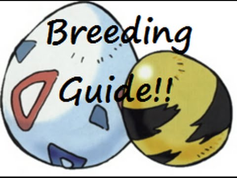 Breeding Guide Part 1 (Egg moves, Hidden Abilities, Pokeballs) Breeding Guide Part 1 (Egg moves, Hidden Abilities, Pokeballs)