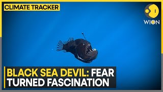 Deep-Sea Anglerfish Spotted On Ocean's Surface | World News | WION Climate Tracker