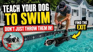 The First Thing Every Swimming Dog Should Learn