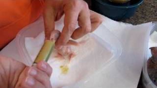 Hand Feeding Baby Green Cheek Conures