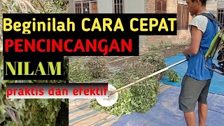 BEGINILAH CARA CEPAT PENCINCANGAN NILAM, praktis dan efektif