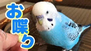 Budgie That Blows His Own Horn