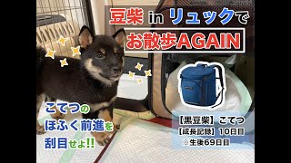 【黒豆柴こてつ】豆柴の子犬をリュックに入れてお散歩に連れ出した結果、そして成長した彼はほふく前進を習得した【成長記録】10日目※柴犬暮らし