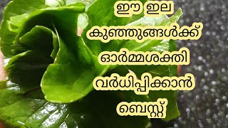 കുട്ടികൾക്ക് ഓർമശക്തി കൂട്ടാൻ ഈ ഇല മാത്രം മതി #brain development for children#indian pennywort#